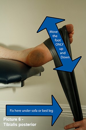 Tibialis posterior Tibialis posterior